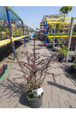 Барбарис Тунберга Атропурпуреа ГРУНТ (С7,5) Berberis thunbergii Atropurpureа