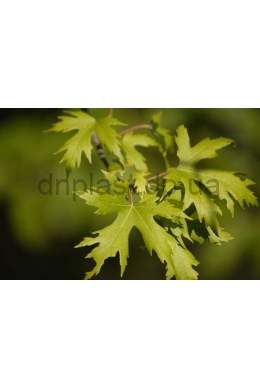 Клен сахарный КОМ (Acer saccharum) (L 6-8см)