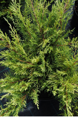 Пфітцеріана компакта (С7,5) ялівець середній (Pfitzeriana Compacta) h-55-60,d-90 Пфітцеріана компакта (С7,5) ялівець середній (Pfitzeriana Compacta) h-55-60,d-90