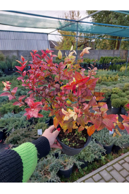 Спірея японська  Антоні Ватерер (С2) Spiraea japonica Anthony Waterer