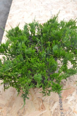 Жаде рівер (С7,5л) ялівець горизонтальний (Jade River)  h-15,d-70