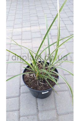 Міскантус китайський Кабаре (С5) Miscanthus sinensis Cabaret Міскантус китайський Кабаре (С5) Miscanthus sinensis Cabaret