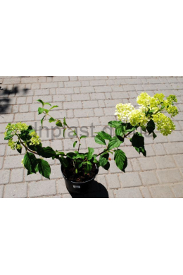 Гортензія волотиста Ваніль Фрайз (С5) Hydrangea paniculata