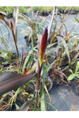 Просо пурпурне (P9) Panicun Millet Purple Majestry