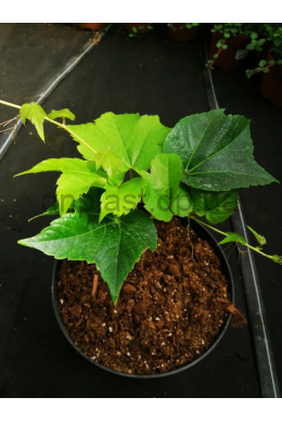 Виноград Вічі (С2) Parthenocissus tricuspidata Veithii