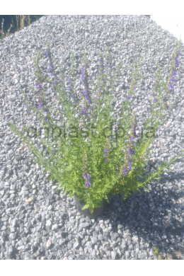 Гісоп лікарський (С2) Hyssópus officinális Гісоп лікарський (С2) Hyssópus officinális
