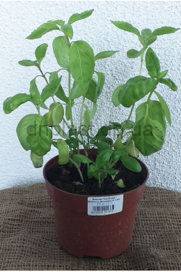 Базилік Генуэзький (С1,2) Ocimum basilicum Genovese