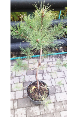 Сосна обыкновенная(С10) Pinus silvestris