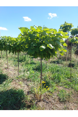 Катальпа Нана Куляста (St-150\Lдо 6 см) КОМ