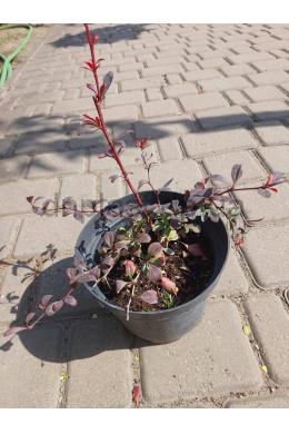 Барбарис Тунберга Ред Чіф (C2) Berberis thunbergii Red Chief