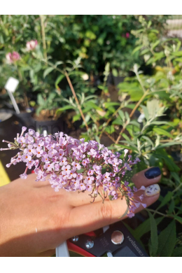Буддлея Давида Лочинч (С2) Buddleja davidii Lochinch Буддлея Давида Лочинч (С2) Buddleja davidii Lochinch