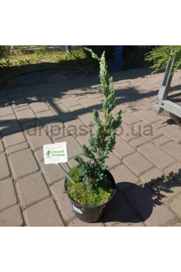 Мейері Компакта ялівець лускатий (С2) (Meyeri Compacta)