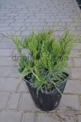 Мінт Джулеп (С3) ялівець середній (Mint Julep) h-30, d-20