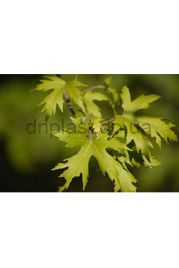 Клен сахаристий сріблястий (L до 6см) КОМ (Acer saccharum) 