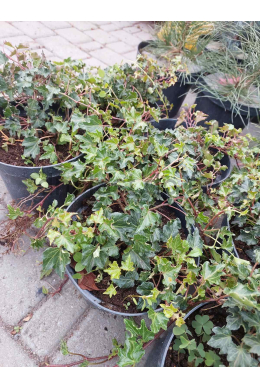 Плющ звичайний Івалейс (С2) Плющ звичайний Івалейс (С2)