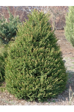 Ялина звичайна (150-175) Picea abies КОМ