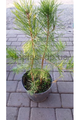 Сосна обыкновенная(С5) Pinus silvestris h-60, d-30