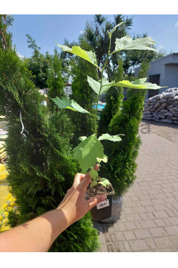 Платан кленолистий Р9