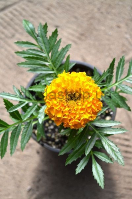 Тагетес крупноцветковый оранжевый (erecta) Antigua Р9