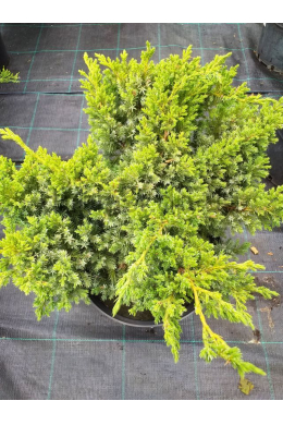 Хунеторп (С7,5) ялівець лускатий (Hunnetorp) h-40, d-50 Хунеторп (С7,5) ялівець лускатий (Hunnetorp) h-40, d-50