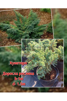 Хунеторп (С2) ялівець лускатий (Hunnetorp) h-20, d-30 Хунеторп (С2) ялівець лускатий (Hunnetorp) h-20, d-30