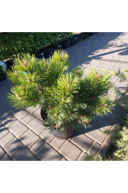 Хорніброкіана Сосна чорна (С12) Pinus nigra Hornibrokiana
