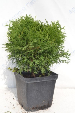 Хосері ( С3л) туя західна (Hoseri) (h-15-20, d-20). Хосері ( С3л) туя західна (Hoseri) (h-15-20, d-20).