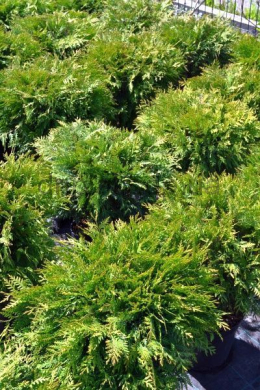 Літл Чемпіон (h- 60-70, d-60) туя західна (Little Champion) ком Літл Чемпіон (h- 60-70, d-60) туя західна (Little Champion) ком