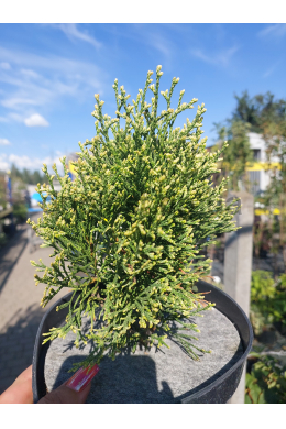 Варієгата Смарагд (С3) туя західна (Smaragd Variegata) (h-25, d-10)