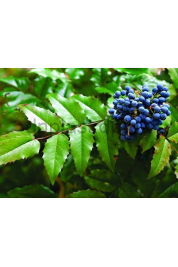 Магонія падуболиста (С2) Mahonia aquifolium