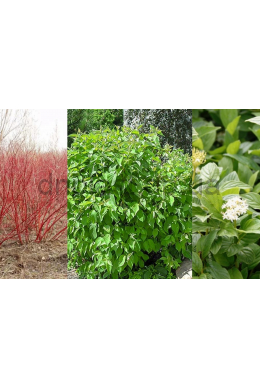 Дерен білий Сібіріка (С7,5) Cornus alba Sibirica