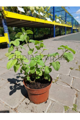Мелісса Мандаріна (С1,2)  Melissa officinalis