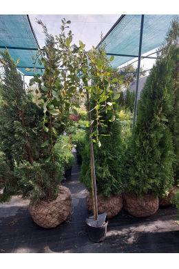 Верба козяча Кілмарнок (плакуча) на штамбі (h-180cм, обхв. до 6 см) Salix Kilmanrok 