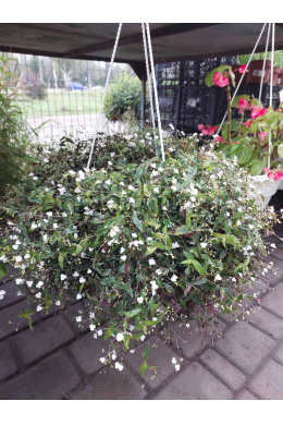 Кашпо Традесканція дрібнолистна С5													