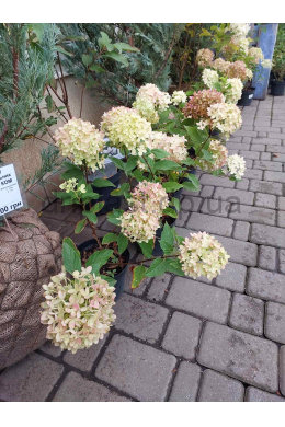 Гортензія волотиста Фантом (С5) Hydrangea paniculata Phantom