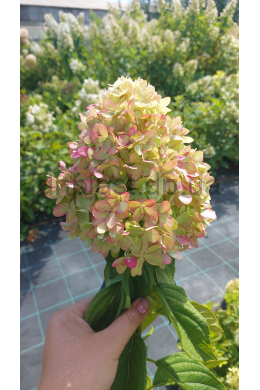 Гортензія волотиста Літл Лайм (С10) Hydrangea paniculata Little Lime