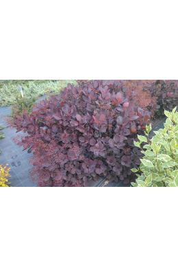 Скумпія шкіряста Роял Пепл (С 7,5) Cotinus coggygria Royal Purple