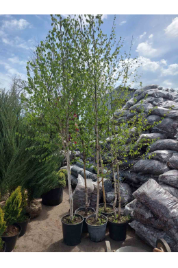 Береза бородавчаста КОМ (L 6-8см) Betula pendula