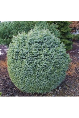 Тенас Ель ситхинская штамб (С5) Picea sitchensis Tenas