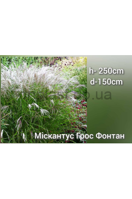 Міскантус китайський Гросс Фонтан (С2) Miscanthus sinensis Grosse Fontane Міскантус китайський Гросс Фонтан (С2) Miscanthus sinensis Grosse Fontane