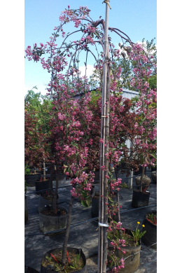 Яблуня  Пурпурна  плакуча КОМ (L до 6 см)