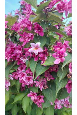 Вейгела квітуча Розеа (С5) Weigela florida Rosea Вейгела квітуча Розеа (С5) Weigela florida Rosea
