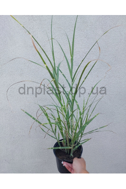 Міскантус китайський Стріктус (С2) Miscanthus sinensis Strictus
