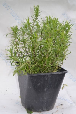 Розмарин Спіді (С2) Rosmarinus officinalis Speedy Розмарин Спіді (С2) Rosmarinus officinalis Speedy