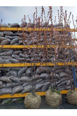 Слива Піссарді КОМ (Мультиштамб) Prunus pissardii