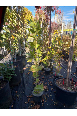 Платан кленолистий С3