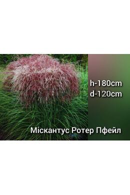 Міскантус китайський Ротер Пфейл (С2) Miscanthus sinensis Roter Pfeil Міскантус китайський Ротер Пфейл (С2) Miscanthus sinensis Roter Pfeil