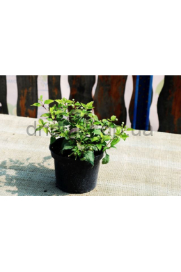 Солодка трава ацтеків (Ліппія) (С2) Lippia dulcis Colada