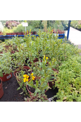 Чорнобривці мексиканська м'ята (1.2л)