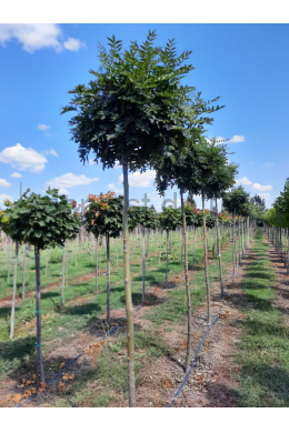 Ясень кулястий Нана КОМ(L 6-8см) St 220 Fraxinus